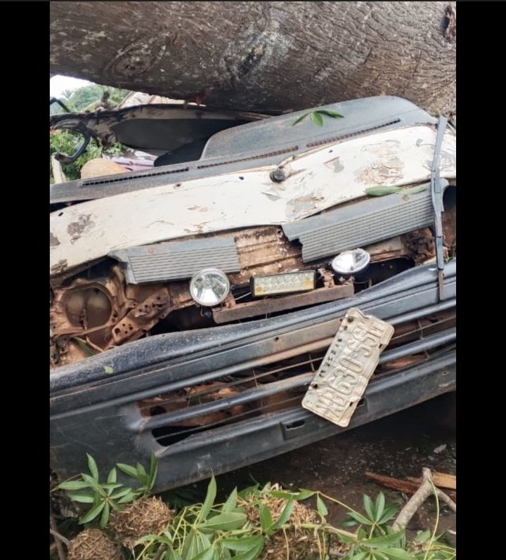 11 Killed as Massive Tree Crushes Vehicles in Enugu Market Tragedy